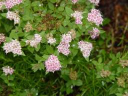 Flower bush.JPG